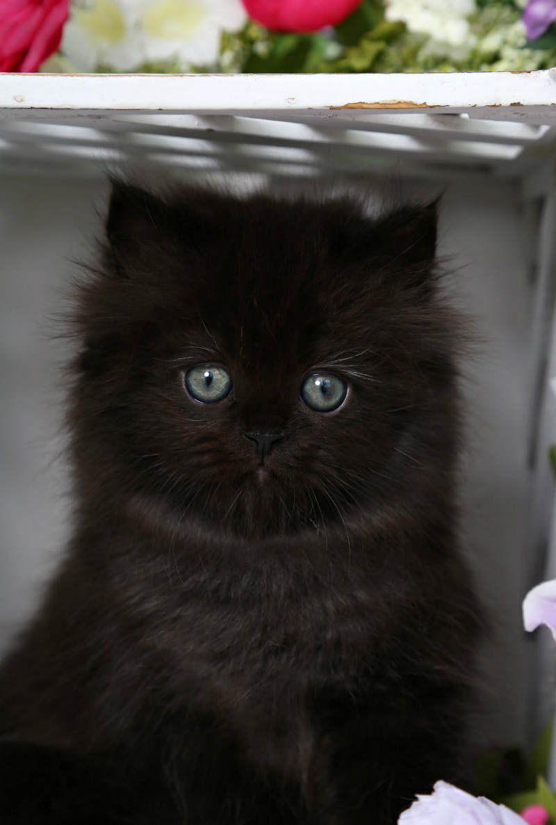 Midnight Solid Black Doll Face Persian Kitten for SalePersian Kittens