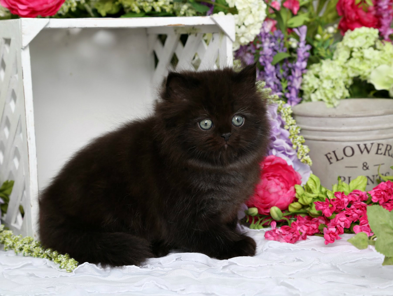 Black Doll Face Kitten