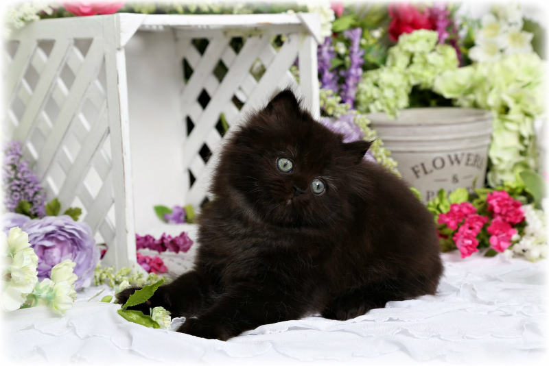 Black Persian Kitten for Sale
