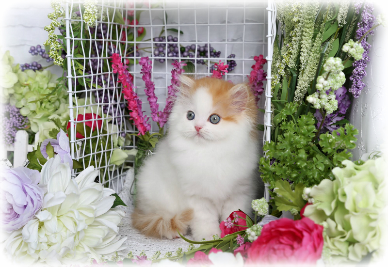 Red & White Persian