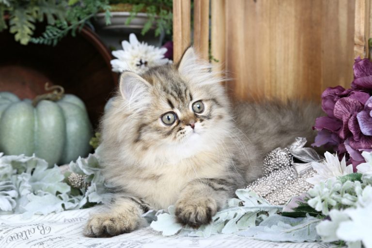 Golden Kittens Persian Kittens Golden Persian Kittens For SalePersian