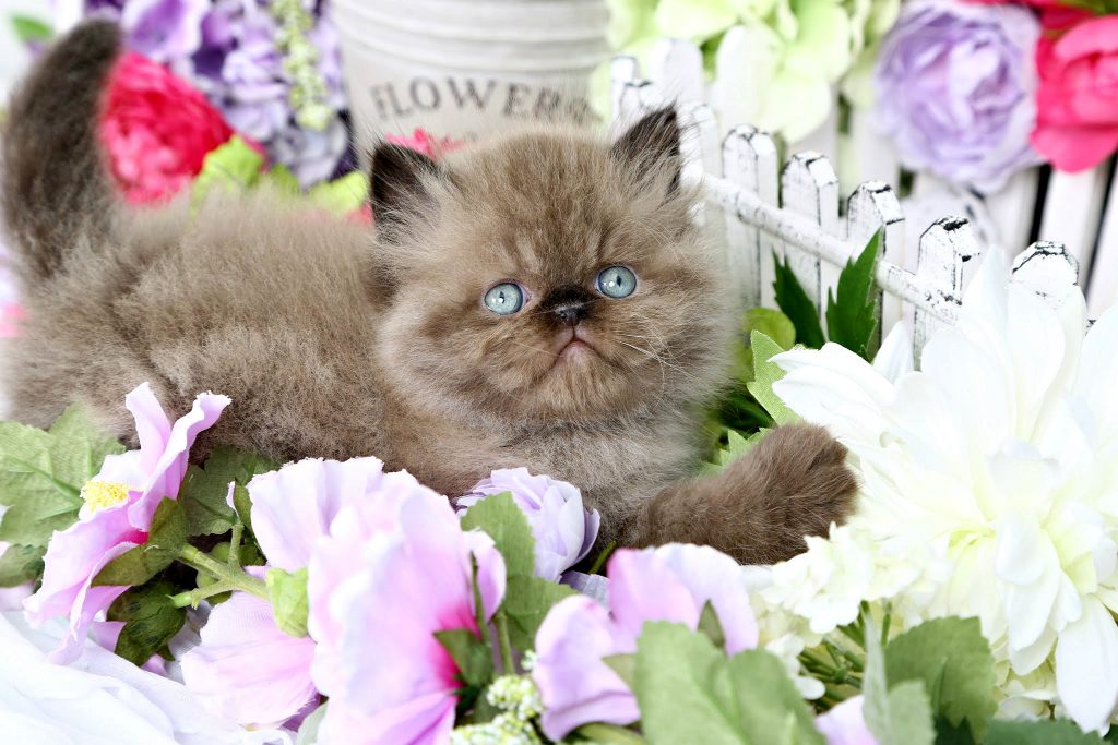 Hershey Ultra Rare Double Chocolate Point Himalayan KittenPersian Kittens For Sale in a