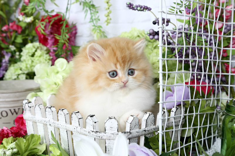 Bi-Color Persian Kitten