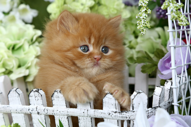 Red Persian Kitten