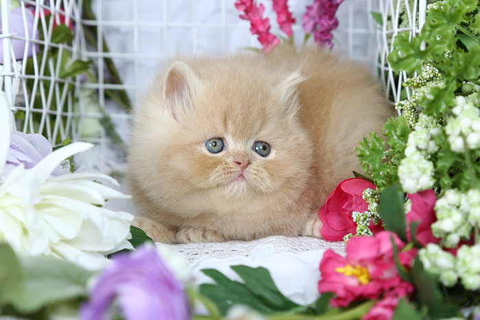 Cream Persian Kitten