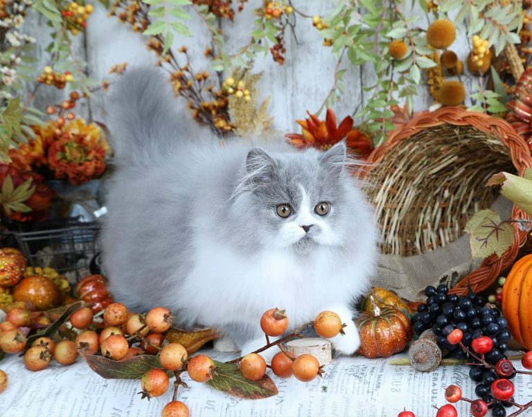 Blue and white Bicolor Persian Kittens Gray and white Bicolor
