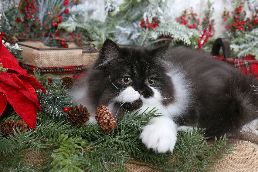Black & White Bicolor Persian Kitten - Doll Face Persian Kittens