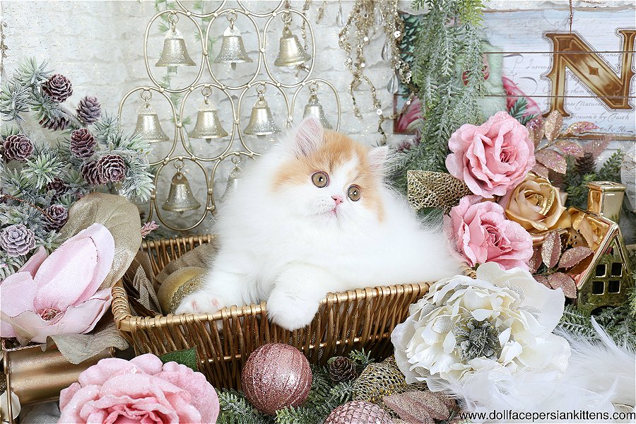 Red and white bicolor Persian kitten
