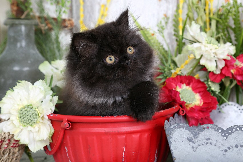 Black Persian Kitten - Doll Face Persian Kittens
