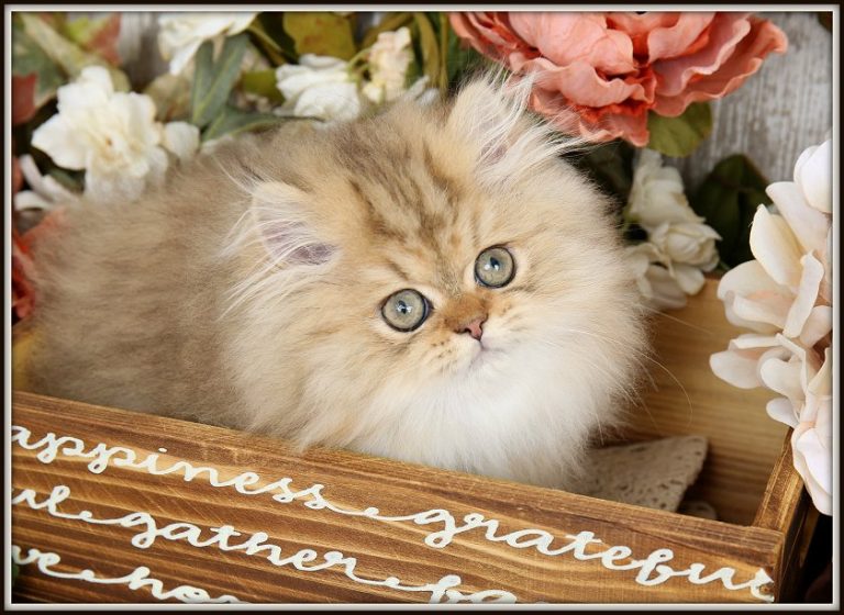 Golden Kittens Persian Kittens Golden Persian Kittens For SalePersian