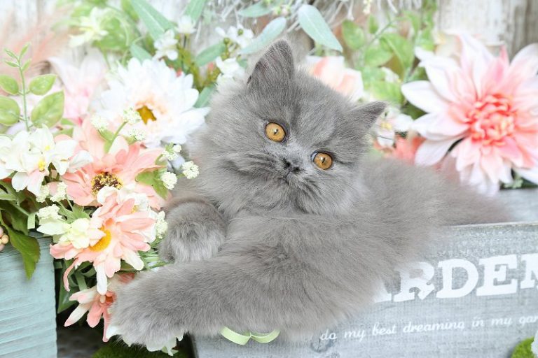 Blue Persian Kittens Photo GalleryPreLoved Persian Kittens For Sale (660) 2922222 Located