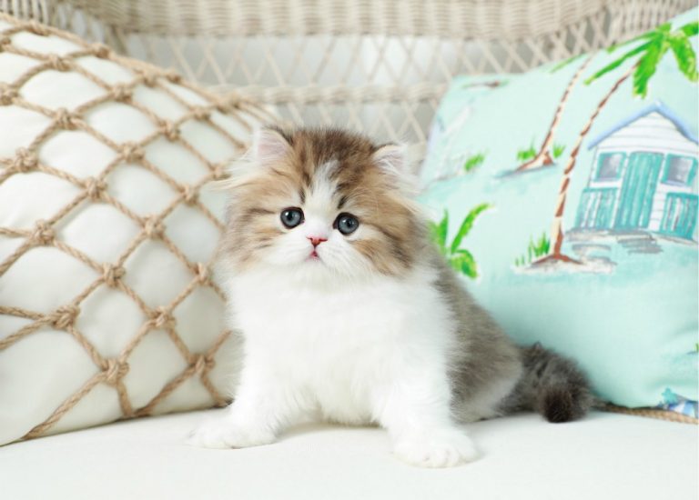 Persian Cat Eye Care & Products Doll Face Persian KittensPersian