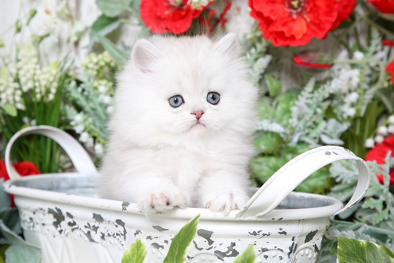Kitten for Sale