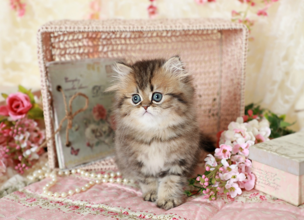 Golden Tabby Persian Kitten