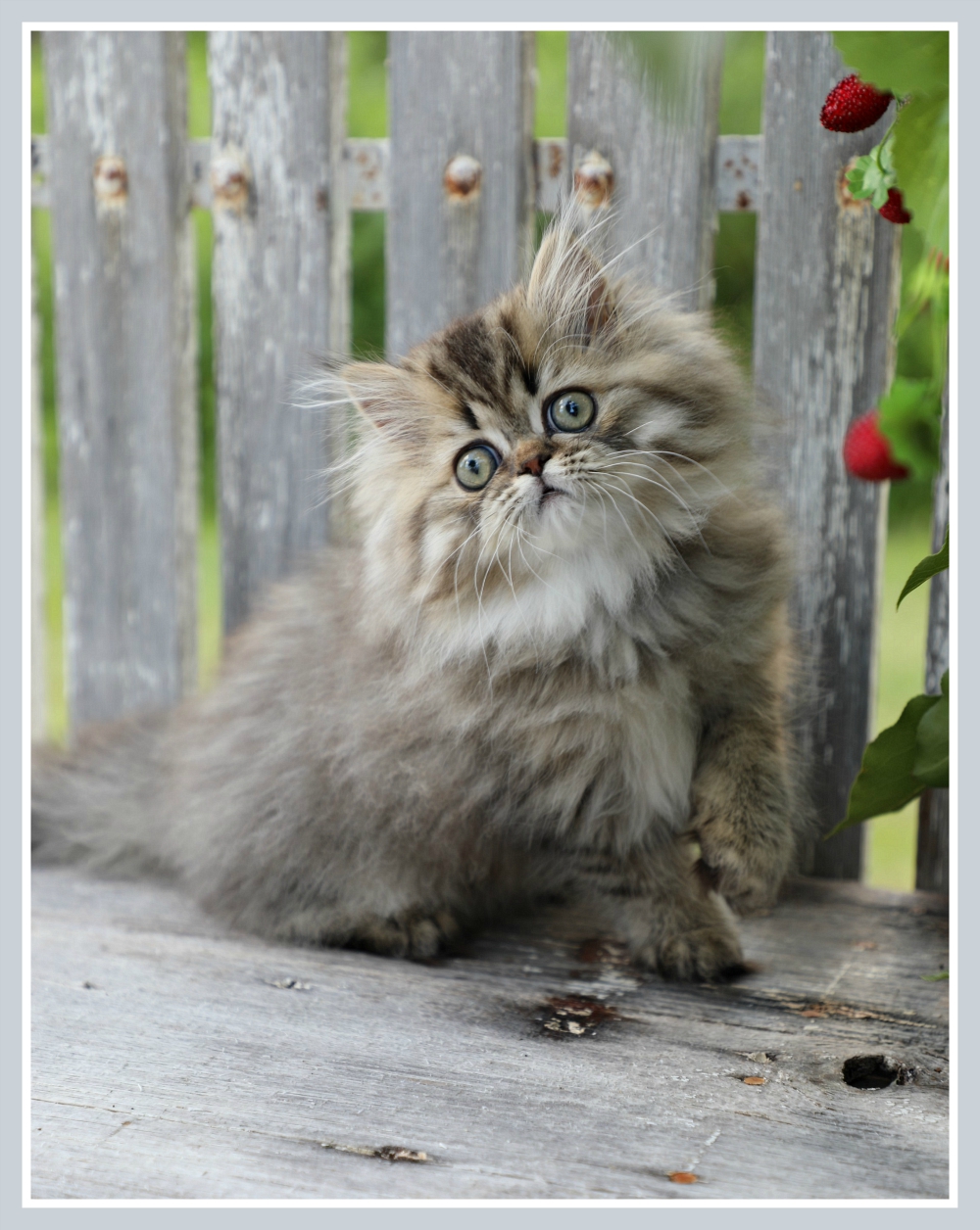 Tabby Persian Kitten