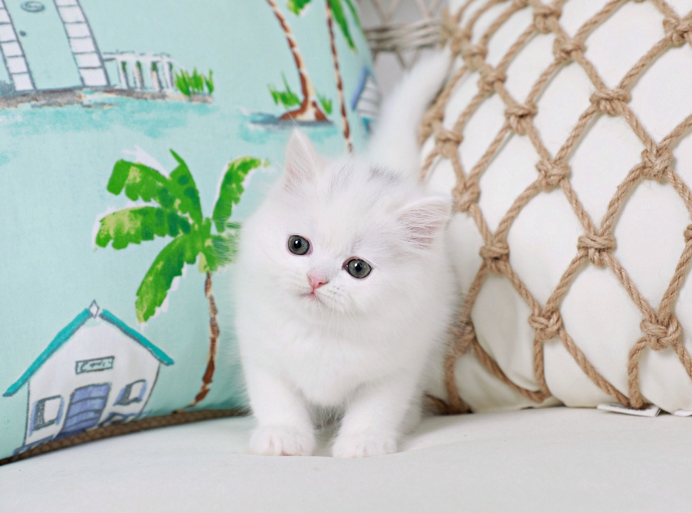 White Kitten