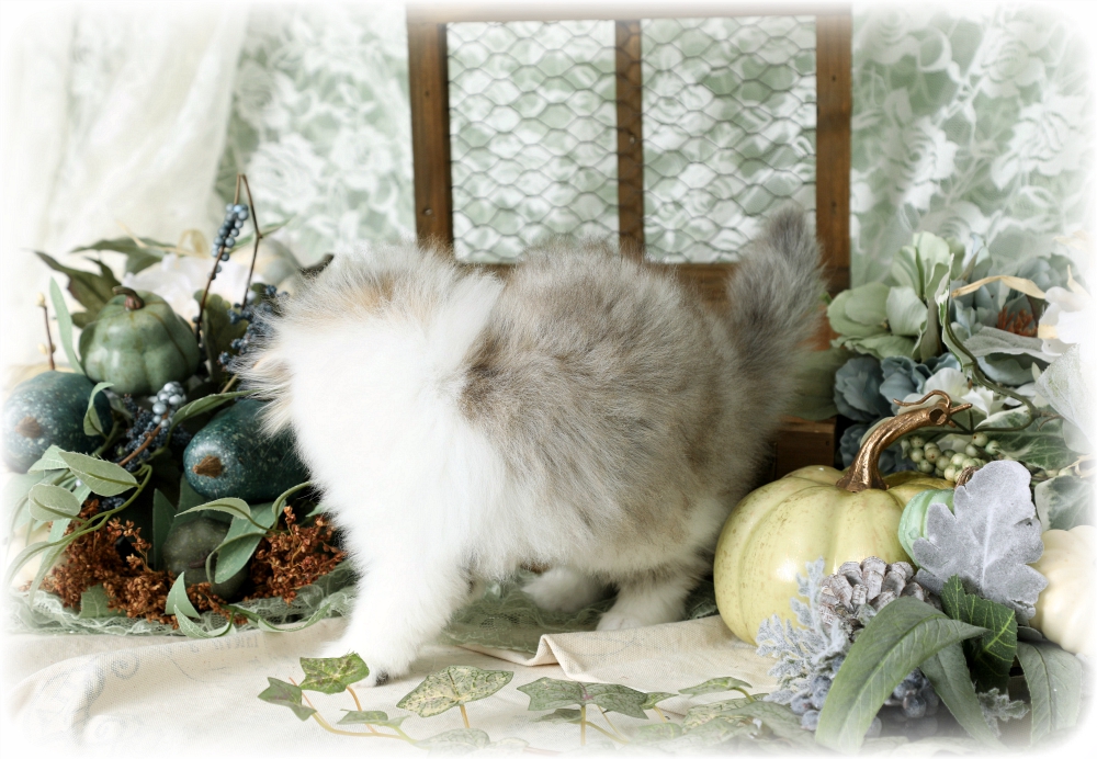 Golden and White Persian Kitten