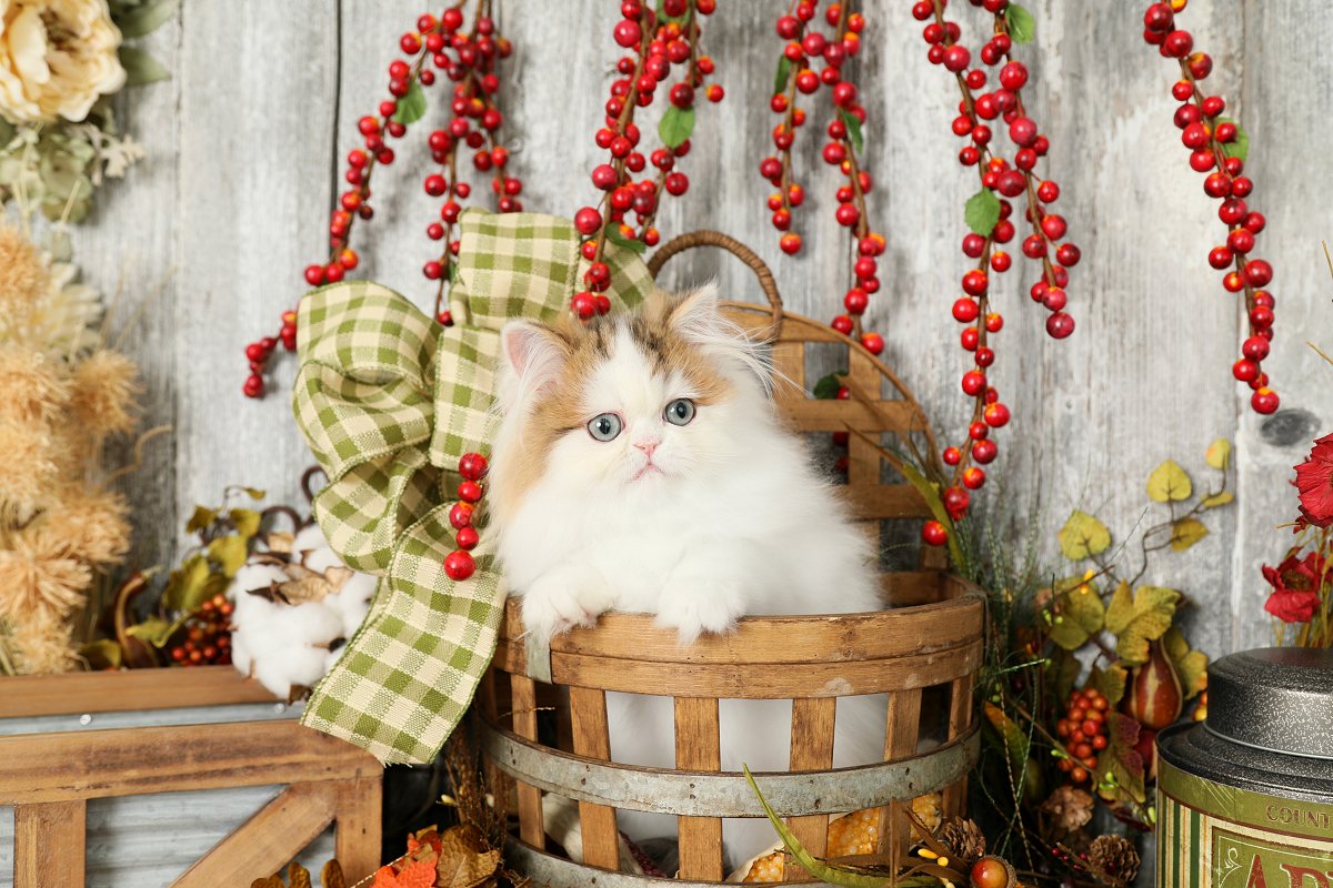 Golden & White Persian Kitten