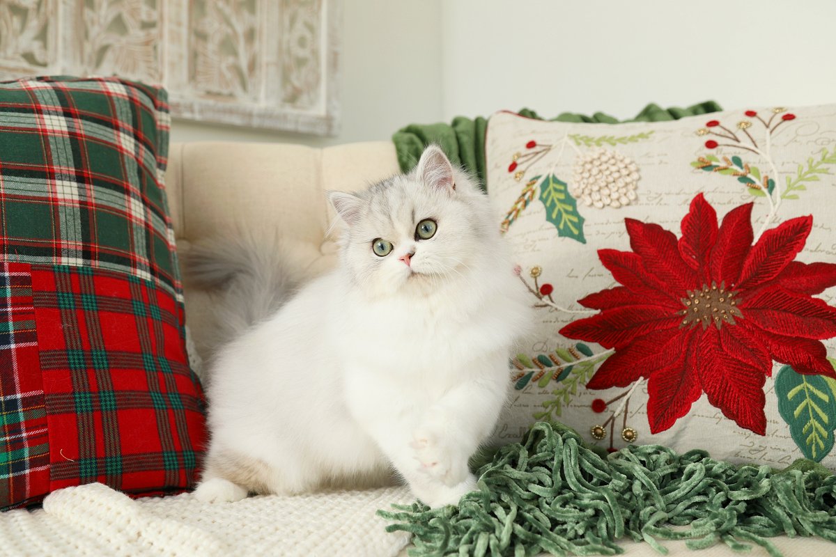 Silver & White Persian Kitten