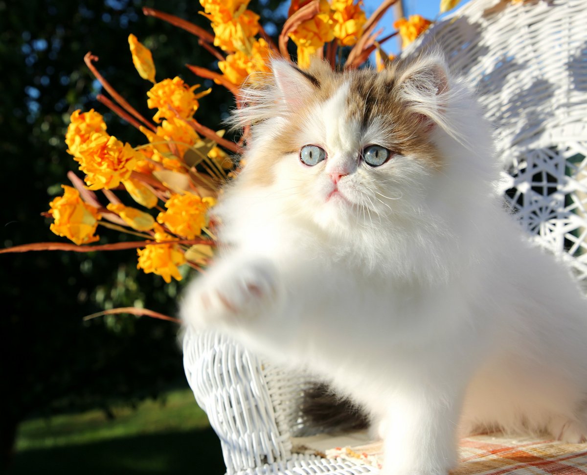Golden Chinchilla & White Persian Kitten