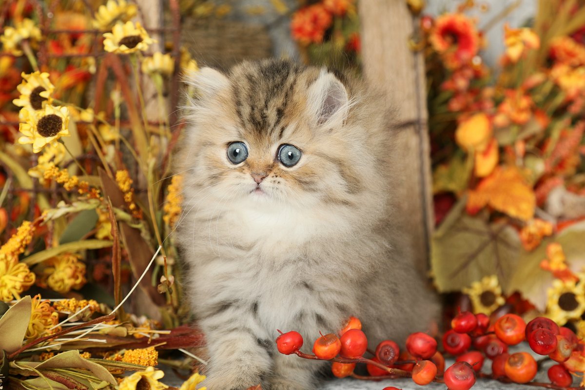 Lightly Shaded Golden Persian Kitten