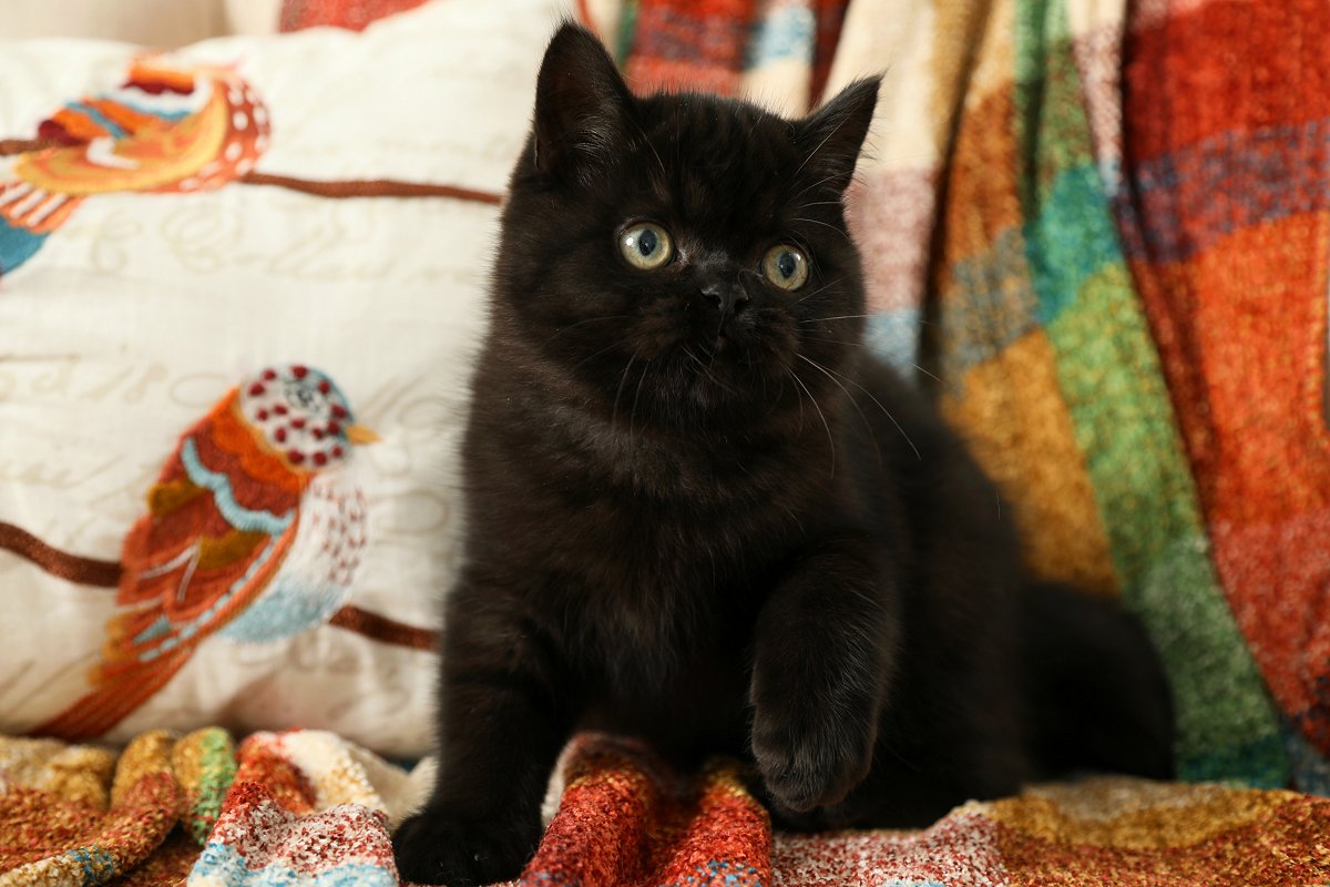 Black Exotic Shorthair Persian Kitten