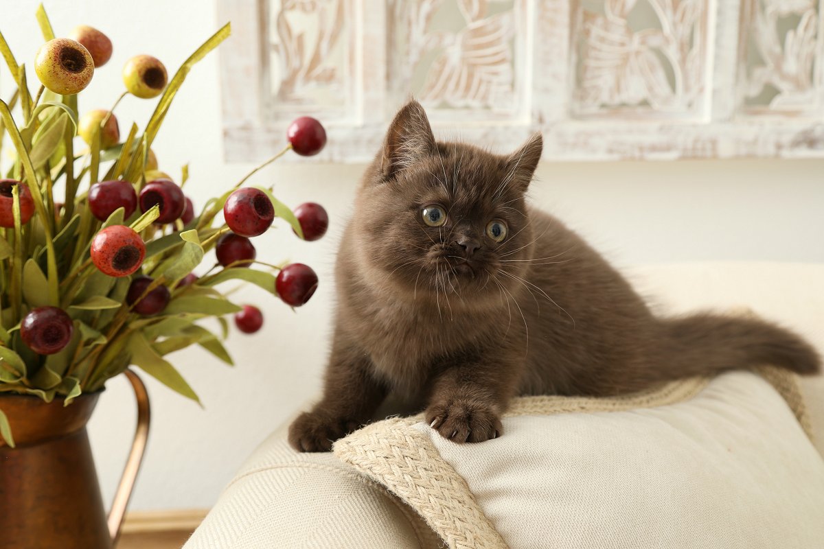 Chocolate Exotic Shorthair Persian Kitten