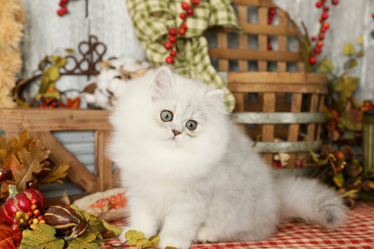 Lightly Shaded Silver Persian Kitten