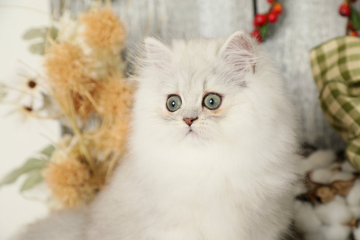 Lightly Shaded Silver Persian Kitten