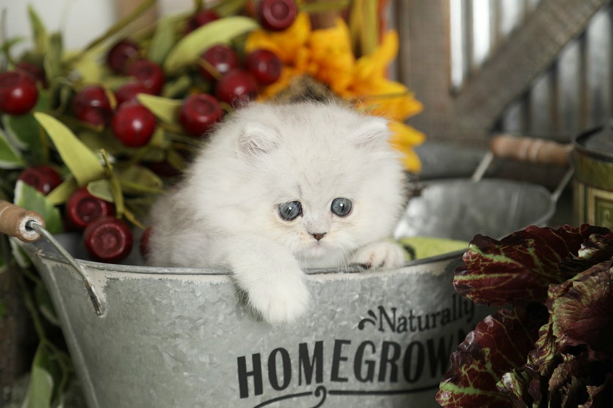 Silver Tip Persian Kitten