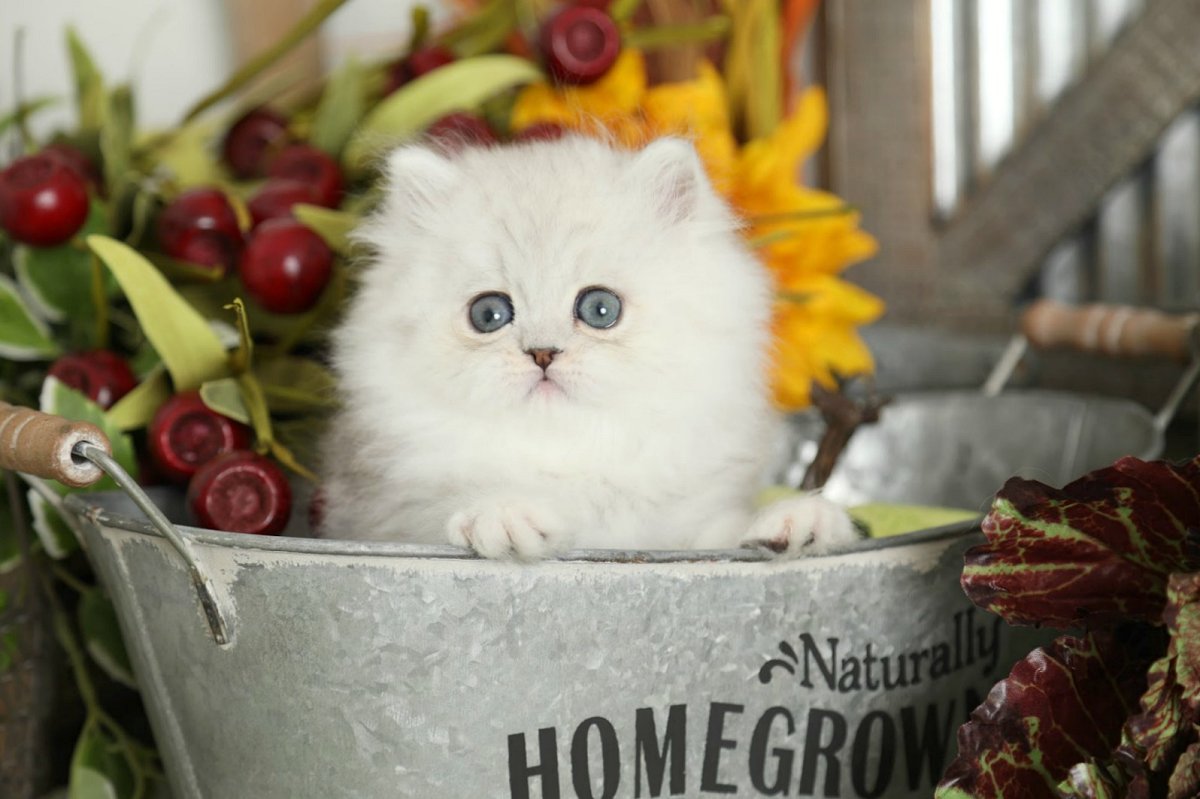 Silver Tip Persian Kitten