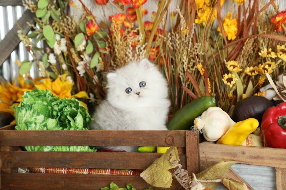 Silver Tip Persian Kitten