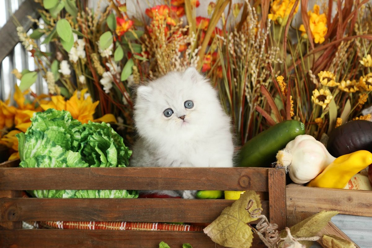Lightly Shaded Silver Persian Kitten