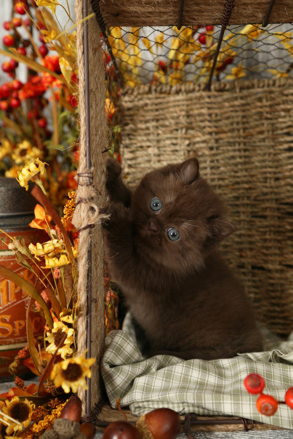 Teddy Bear Persian Kitten - Doll Face Persian Kitten