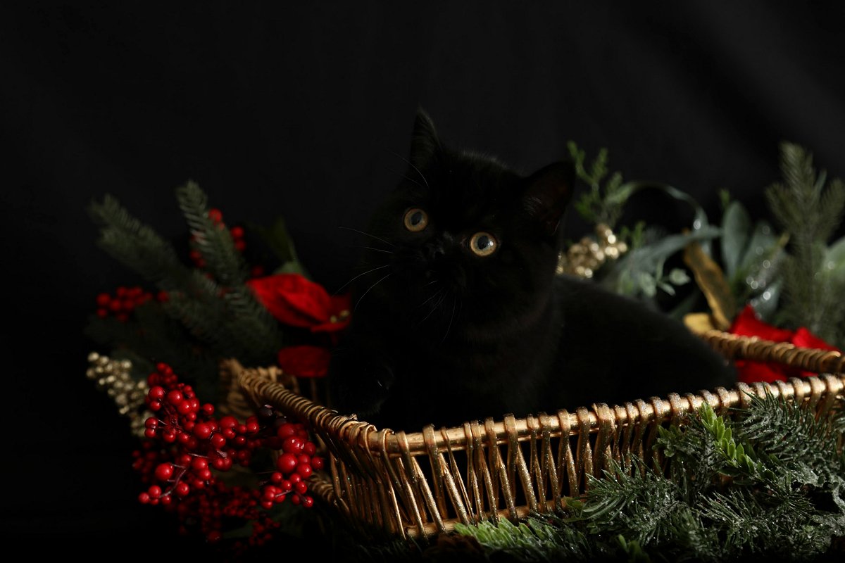 Black Exotic Shorthair Persian Kitten