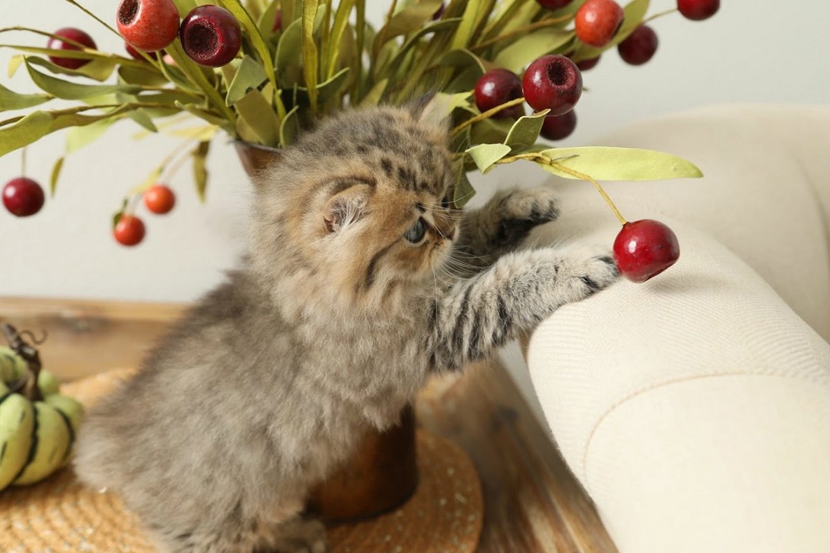 Lightly Shaded Golden Persian Kitten