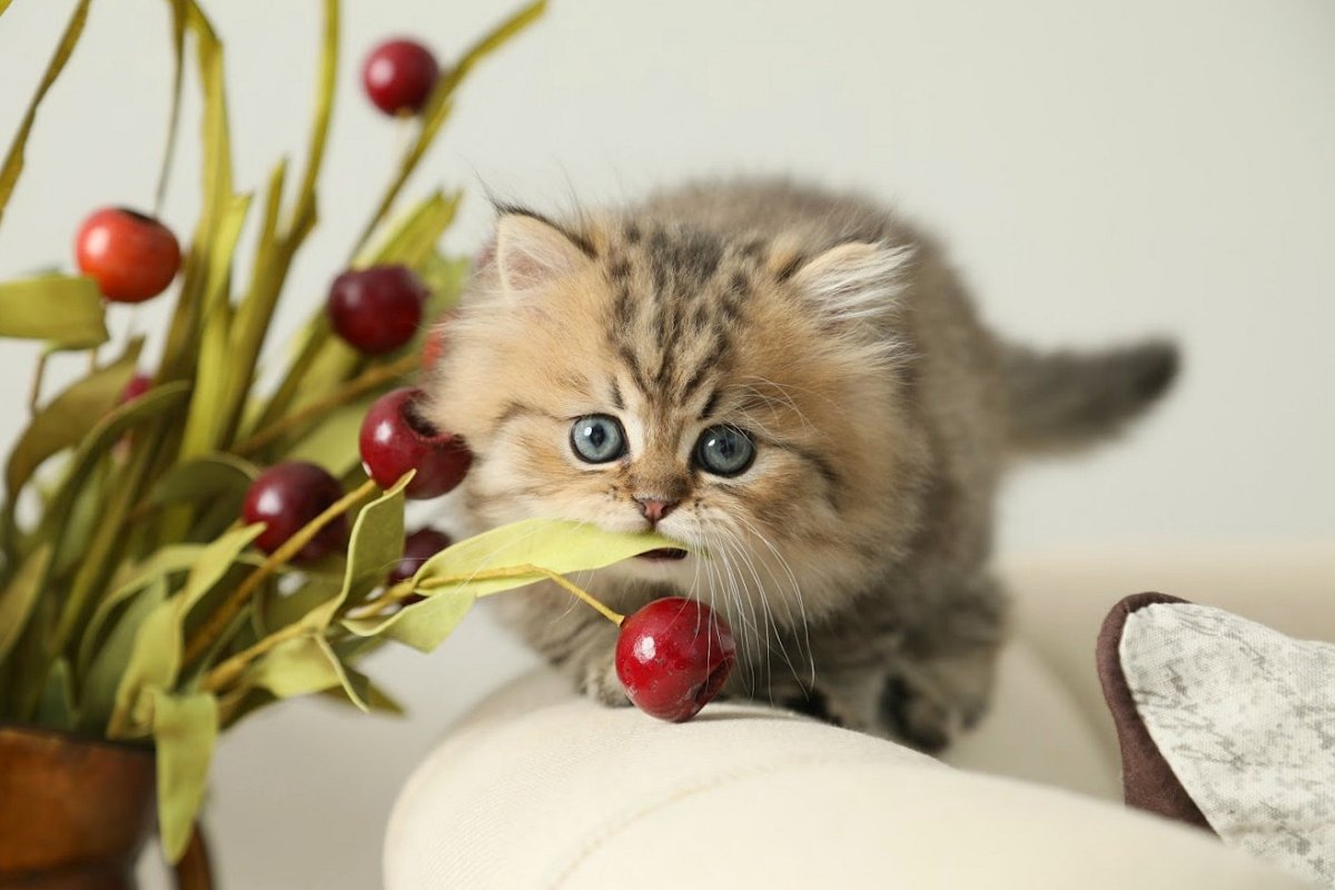 Lightly Shaded Golden Persian Kitten