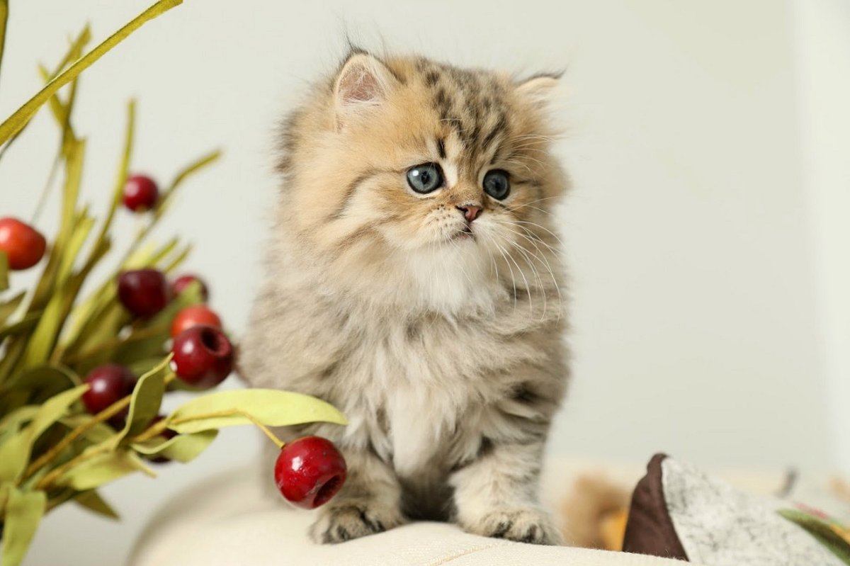 Lightly Shaded Golden Persian Kitten