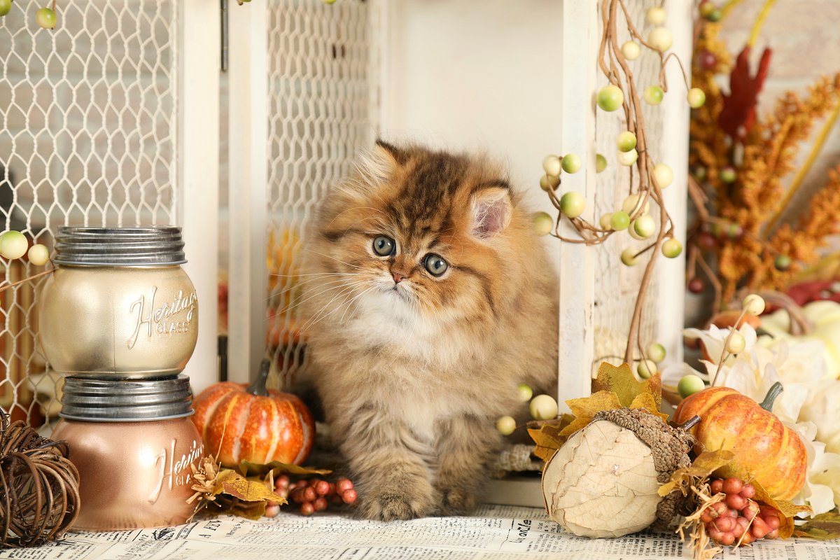 Lightly Shaded Golden Persian Kitten
