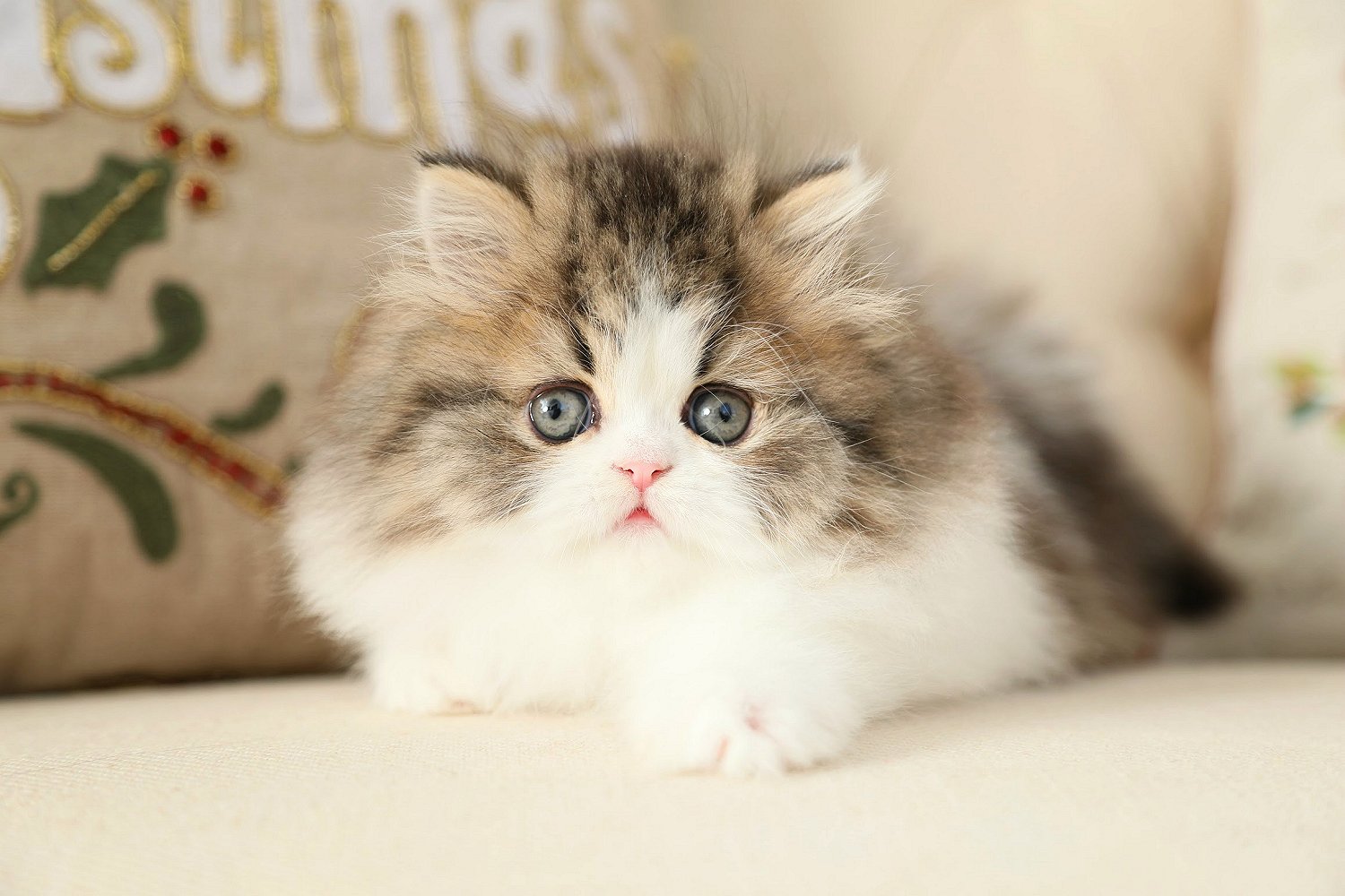 Shaded Golden & White Bicolor Persian Kitten