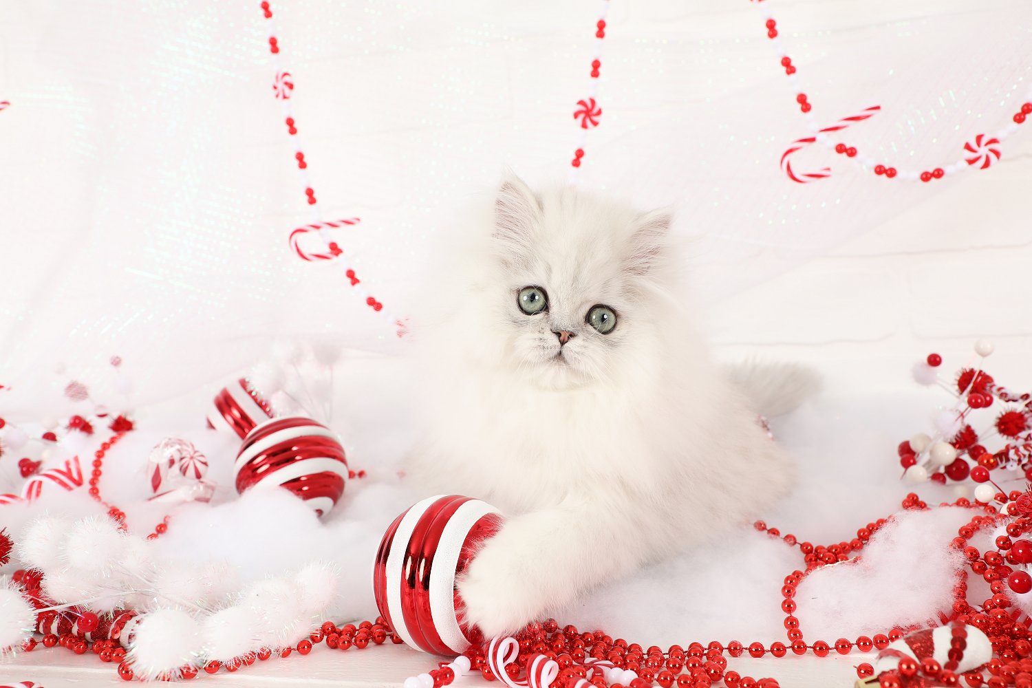 Silver Chinchilla Persian Kitten