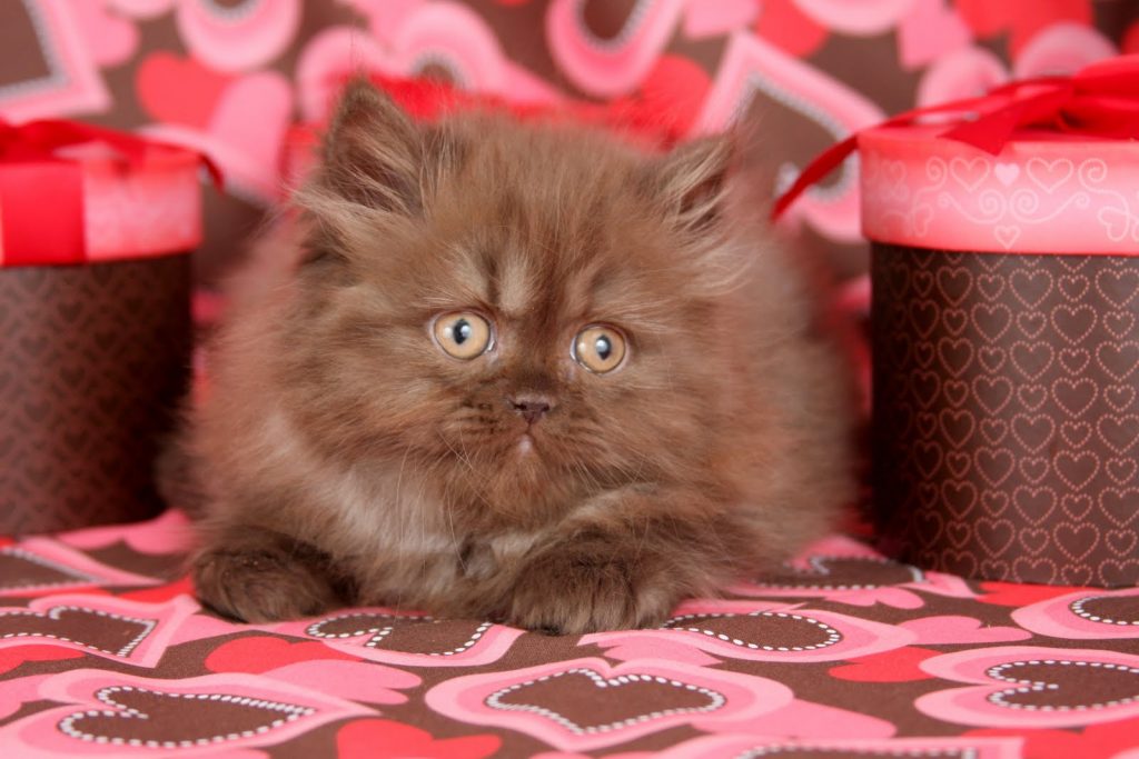 Chocolate Persian Kittens Chocolate Persians Chocolate CatsPersian