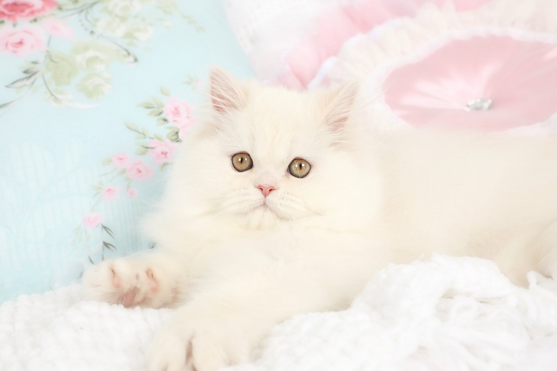 Cameo Persian Kitten