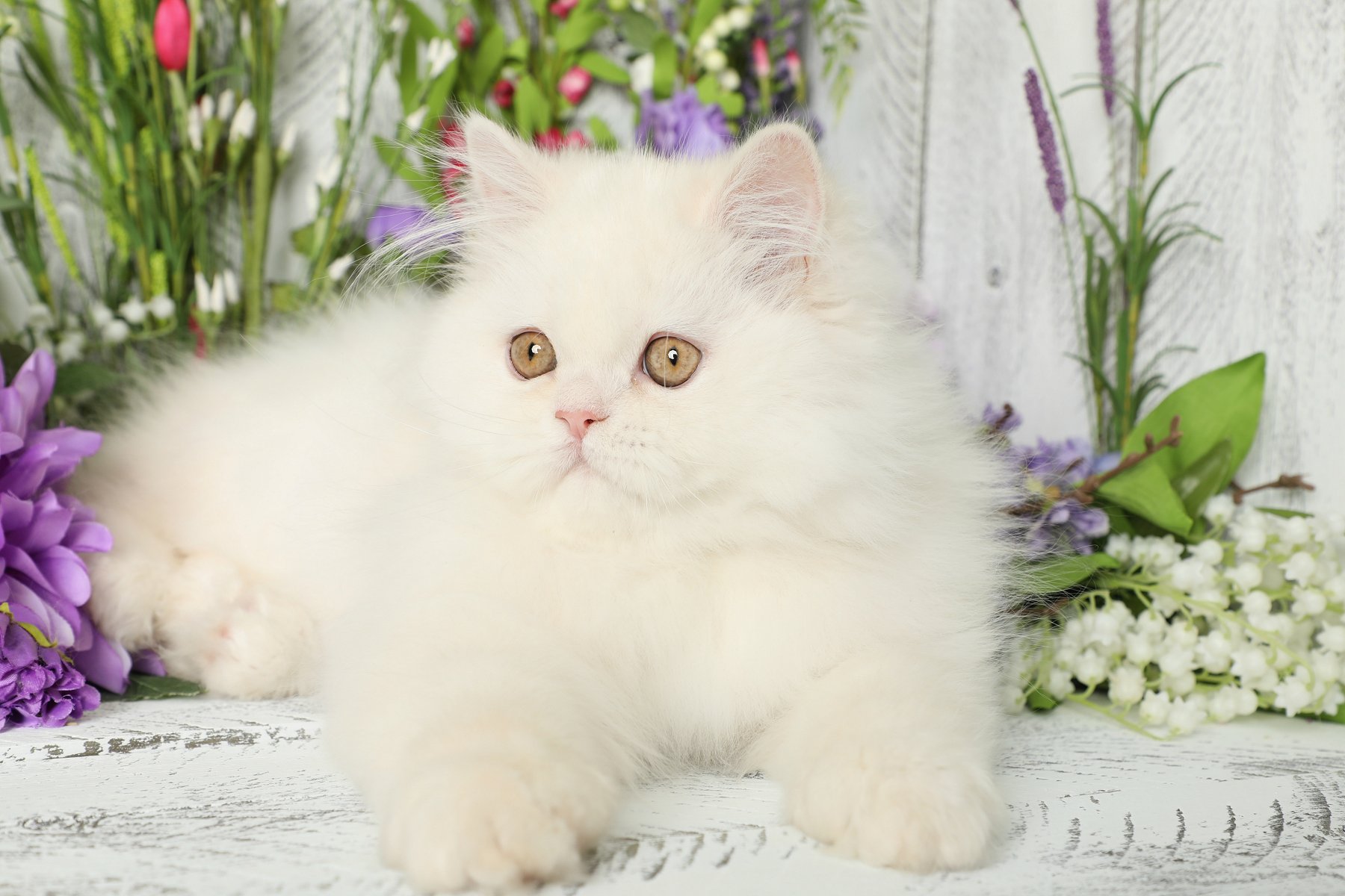 Doll Face Persian kittens