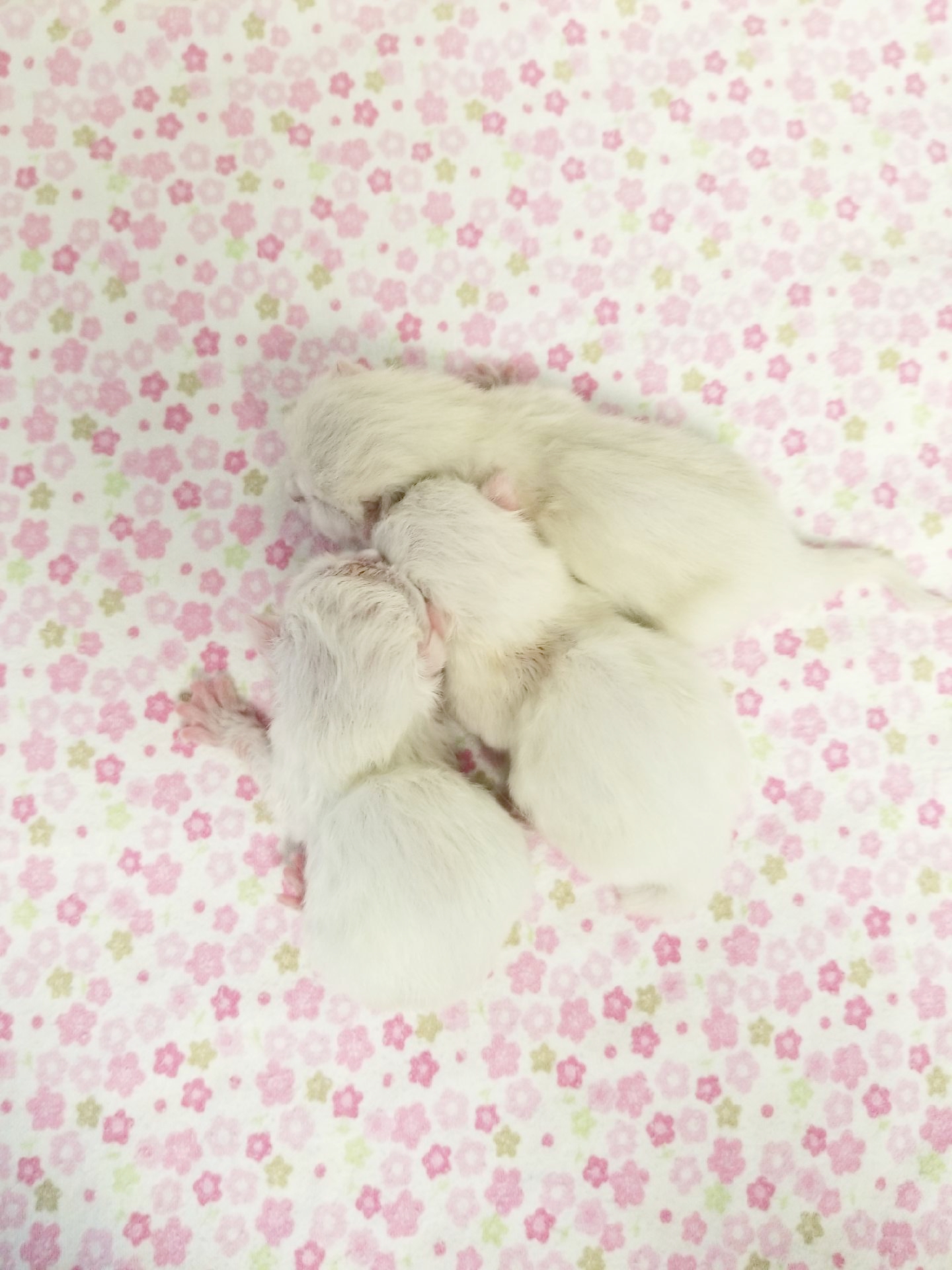 Baby Kittens