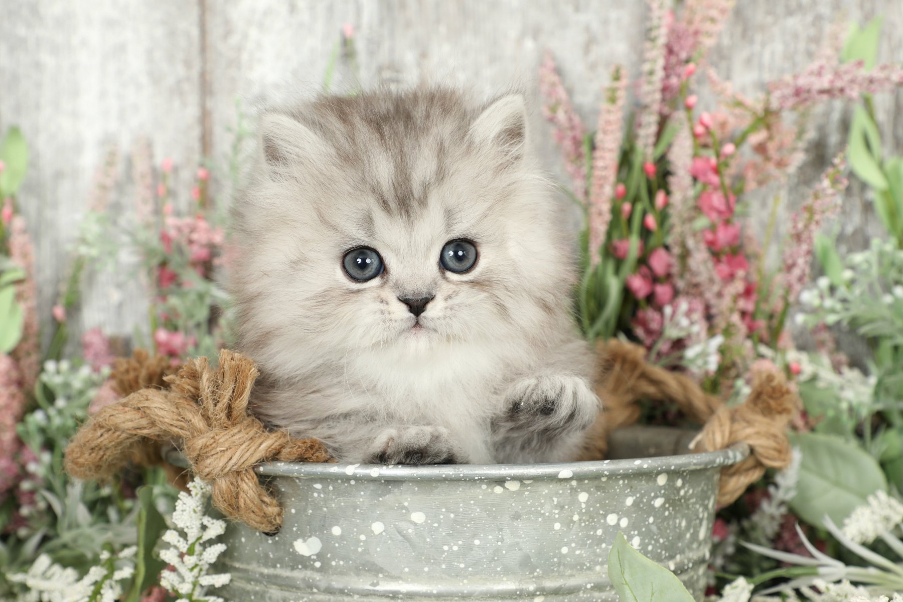 Silver Persian Kitten