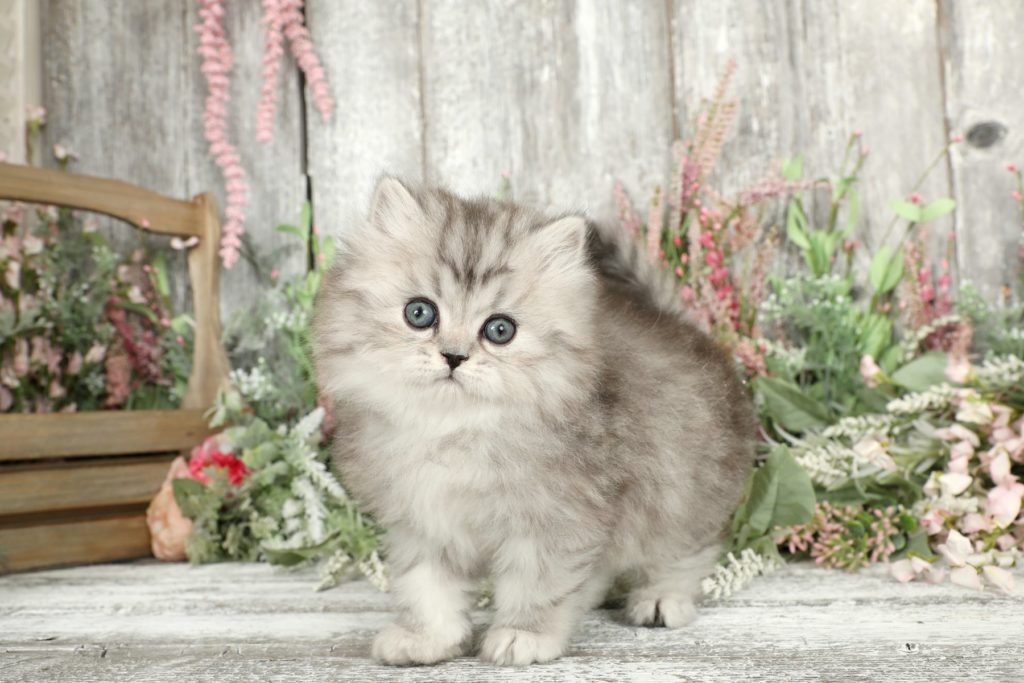 Silver Persian Kittens For Sale Doll Face Persian KittensPersian