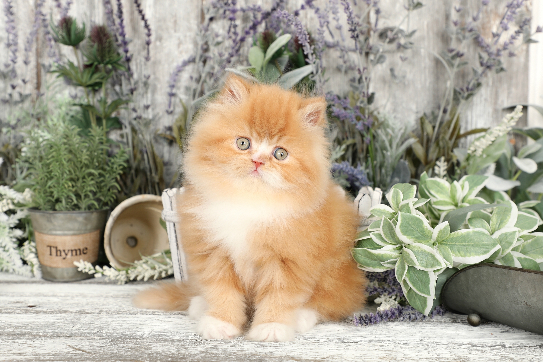 Red & White Bicolor Persian Kitten