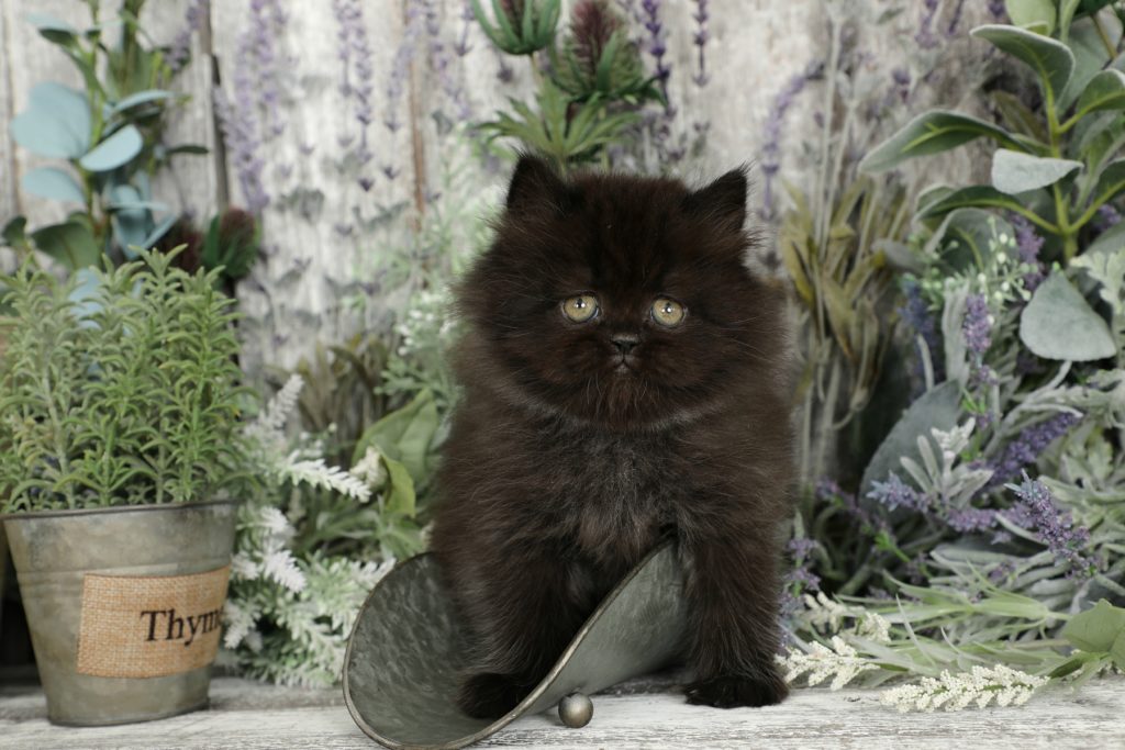Black Persian Kittens Black Persian Cats Doll Face Persian