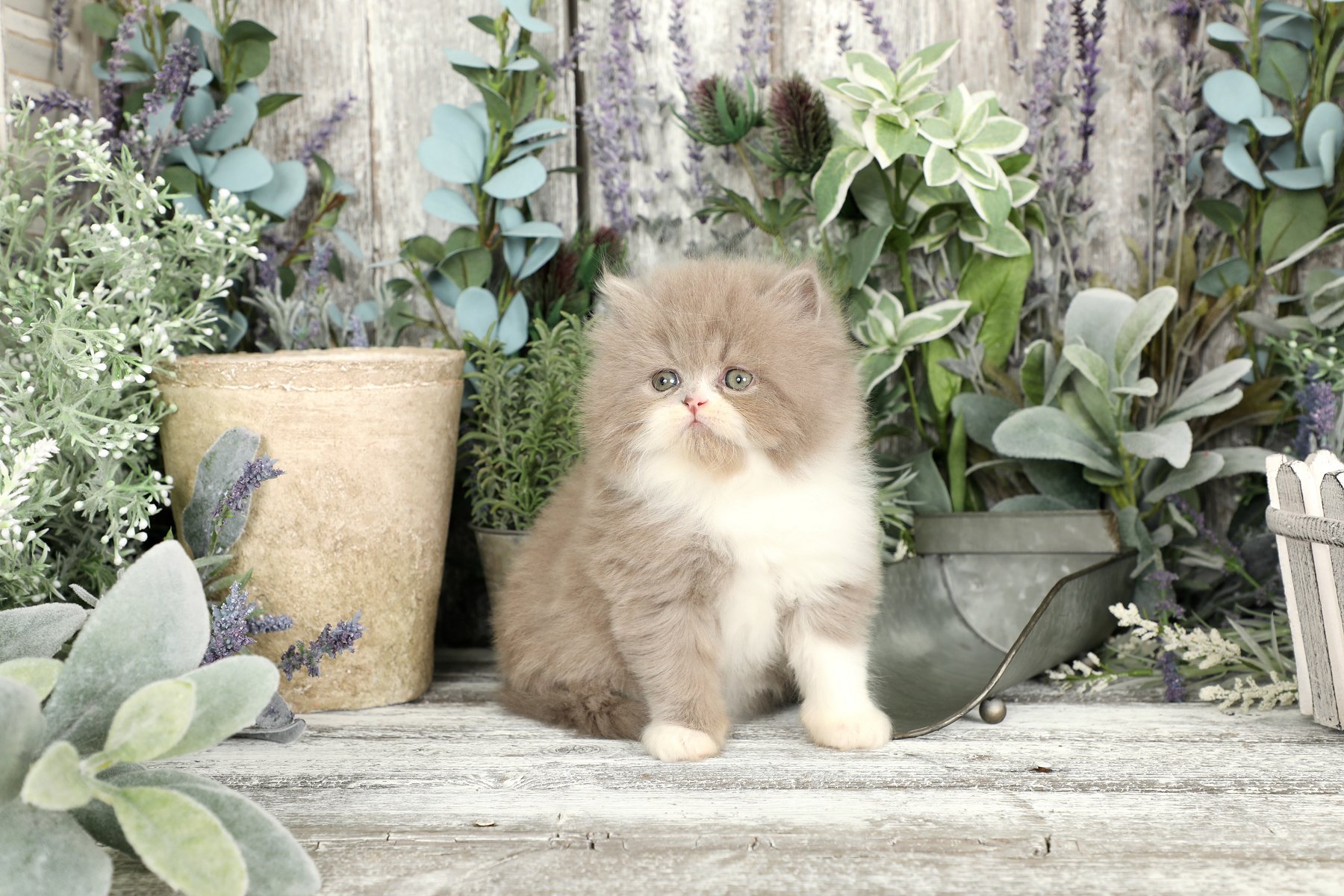 Lilac & White Bicolor Persian Kitten